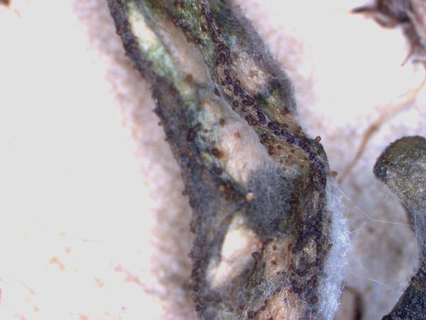 fungal fruiting bodies on stem